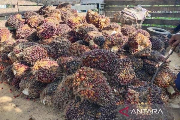 Ribuan hektare lahan perkebunan di Aceh Timur rusak akibat banjir